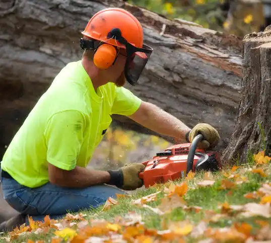 tree services Owings Mills